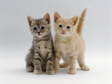 Domestic Cat, Tabby and Cream Kittens