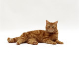 Domestic Cat, Red Tabby Male Lying Down
