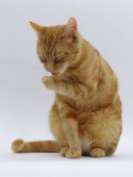 Domestic Cat, Ginger Tabby Female Sitting Licking Front Paw