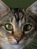 Domestic Cat, Tabby Tortoiseshell, Close-Up of Eyes with Pupils Dilated Closed in Bright Light