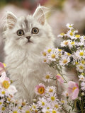 Silvertabby (Chinchilla X Persian) Kitten Among Michaelmas Daisies and Japanese Anemones