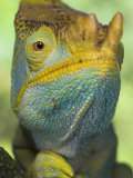 Portrait of Male Parson's Chameleon, Ranomafana National Park, South Eastern Madagascar