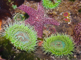 Giant Green Anemones, and Ochre Sea Stars, Olympic National Park, Washington, USA