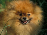 Pomeranian Portrait