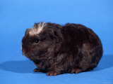 Merino Guinea Pig