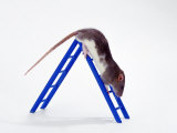 Domestic Rats at Play