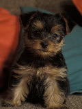 Yorkshire Terrier Puppy Portrait