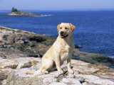 Labrador Retriever on Coast, Maine, USA