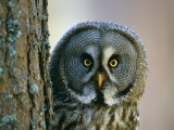 Portrait of Great Grey Owl (Strix Nebulosa) Behind Scots Pine Tree, Scotland, UK