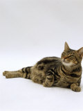 Domestic Cat, Pregnant Tabby Cat, 4-Days Before Giving Birth to Eight Kittens