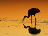 Sandhill Crane, Feeding at Sunset, Florida, USA
