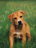 Pit Bull Terrier Puppy