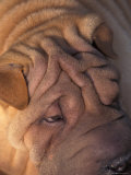 Shar Pei Portrait Showing Wrinkles on Top of the Head