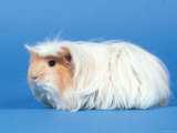 Red Moulted Coronet Guinea Pig