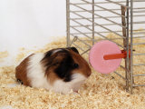 Guinea Pig Feeding at Mineral Stone
