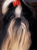 Shih Tzu Portrait with Hair Tied Up