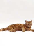 Domestic Cat, Red Tabby Male Lying Down