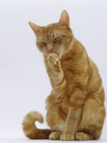 Domestic Cat, Ginger Tabby Female Sitting Licking Front Paw