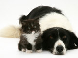 Black-And-White Border Collie Lying Chin on Floor with Black-And-White Kitten