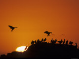 Cape Gannets, Congregating on Rocks at Sunset, Lamberts Bay, South Africa