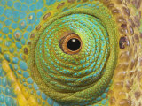 Male Parson's Chameleon, Close up of Eye, Ranomafana National Park, South Eastern Madagascar