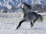 Grey Andalusian Stallion Cantering in Snow, Longmont, Colorado, USA