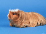 Satin Gold American Crested Coronet Guinea Pig
