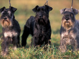 Domestic Dogs, Three Miniature Schnauzers on Leads
