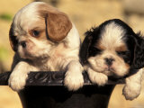 Domestic Dogs, Two King Charles Cavalier Spaniel Puppies in Pot