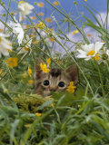 Domestic Cat, Kitten Stalking an Insect in the Long Grass