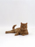 Domestic Cat, Red Tabby Male Lying Down