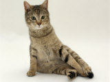 Domestic Cat, Oestrus Female Tabby Rolling, on Heat