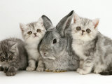 Three Silver Exotic Kittens with Silver Lop Rabbit