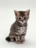 Domestic Cat, 7-Weeks, Silver Tortoiseshell Kitten