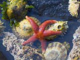 Buy Blood Star, with Limpets and Barnacles Exposed at Low Tide, Tongue Point, Washington, USA at AllPosters.com
