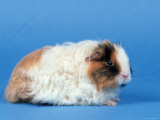 Texel Guinea Pig