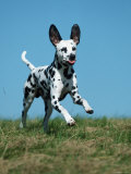 Juvenile Dalmatian Dog Running Outdoors