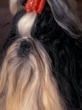 Shih Tzu with Hair Tied Up