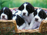 English Springer Spaniel