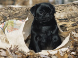 Pug Puppy in Sacking, USA