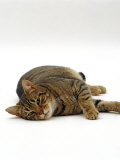 Domestic Cat, Striped Tabby Male Lying on Side