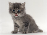 Domestic Cat, Fluffy Tabby Kitten Miaowing