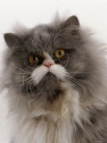 Domestic Cat, Blue Bicolour Persian Male Face Portrait