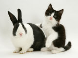 Black Dutch Rabbit with Black-And-White Kitten