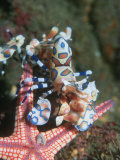 Buy Harlequin Shrimp, Starfish Prey, Upside Down to Prevent It from Escaping, Andaman Sea, Thailand at AllPosters.com