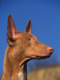 Pharoah Hound Profile Portrait