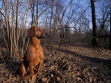 Tyrolean Bloodhound Sitting in Dry Leaves in Woodland