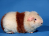 Red and White Rex Guinea Pig