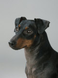 Manchester Terrier