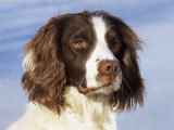 English Springer Spaniel Portrait, Wisconsin, USA